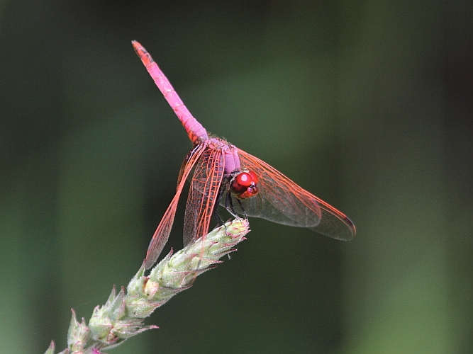 J16_0194 Trithemis annulata male.JPG